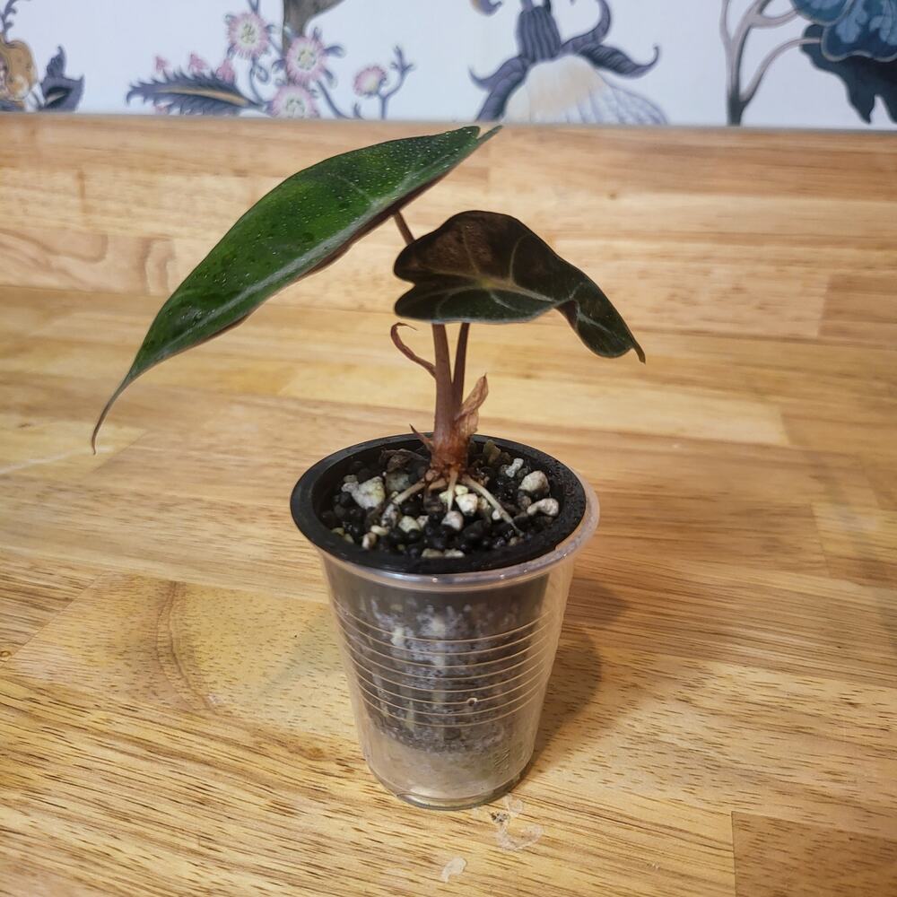 Alocasia Amazonica 'Polly' Elephant Ear Plant - Picture 11 of 12